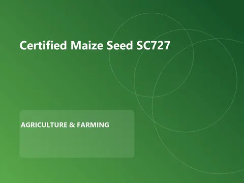 Certified Maize Seed SC727