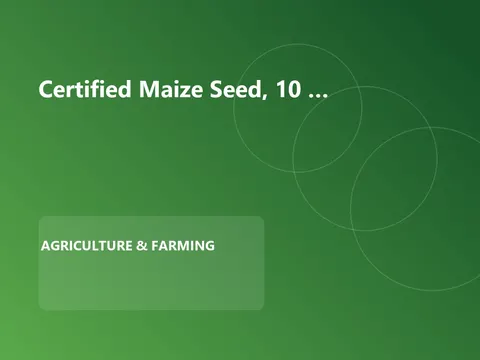 Certified Maize Seed, 10 kg